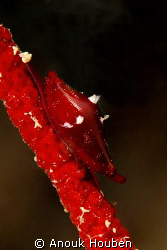 Tiny snail on a whip coral. Picture taken on the second r... by Anouk Houben 